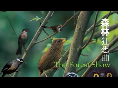The Forest Show 森林狂想曲 (Piano Tiles 2 別踩白塊兒/鋼琴塊 Original Song ) by Judy Wu ChinTai 吳金黛