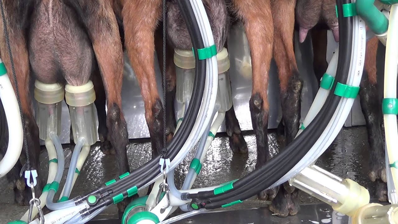 Ziegenstall und Melkstand Referenzbetrieb von Seeber Paul