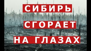 Сибирские леса горят. Люди задыхаются. Анатолий Быков о том, почему леса не пытаются тушить?