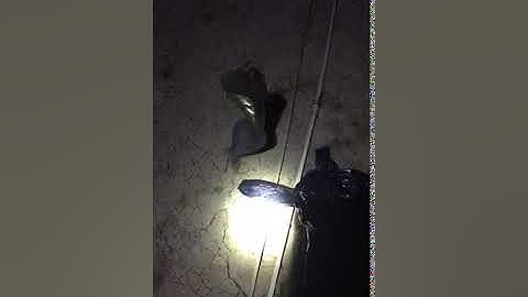 Cắm câu cá trê bằng mồi dế