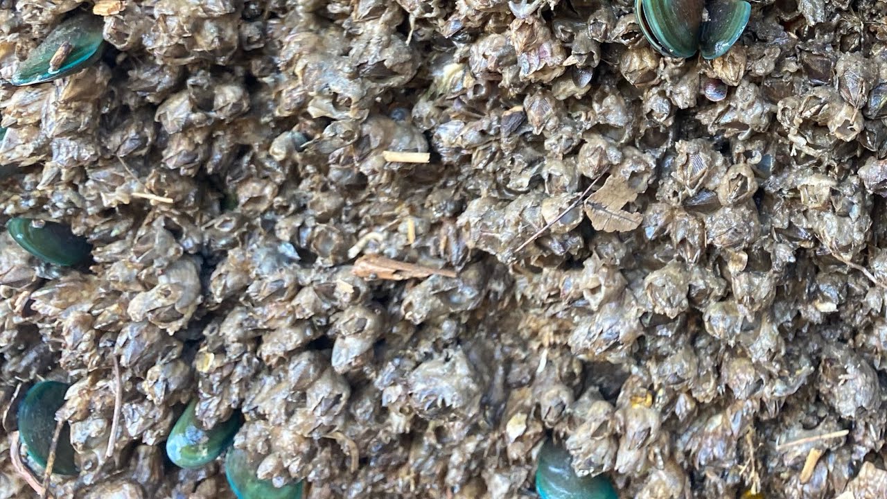 Barnacle Removal ASMR - Deep Boat Cleaning Satisfaction (78)
