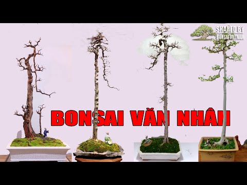 24 tác phẩm Bonsai dáng Văn Nhân tham khảo || 24 bonsai works of Literati bonsai style - YouTube 24 Tác Phẩm Bonsai Dáng Văn Nhân Tham Khảo || 24 Bonsai Works Of Literati Bonsai Style - Youtube