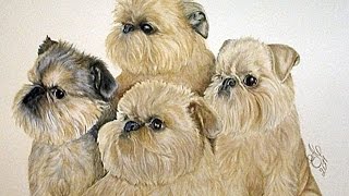 Щенки Гриффона))) Щенки Гриффона)))