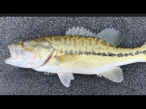 Bass fishing part 1