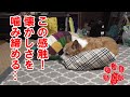 もしもお盆にチロが帰ってきたら！【コーギーチロ】