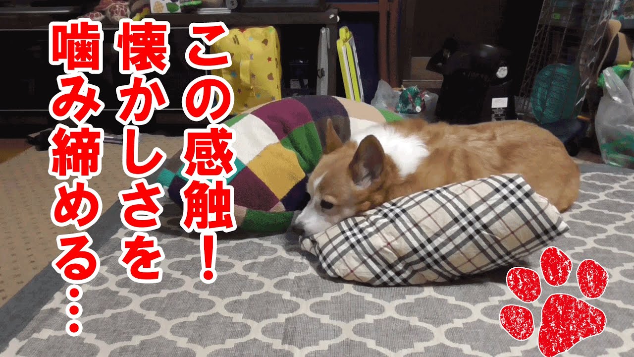 もしもお盆にチロが帰ってきたら！【コーギーチロ】