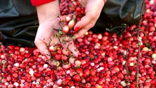 Transforming Resort Dining with a Cranberry Festival Feast