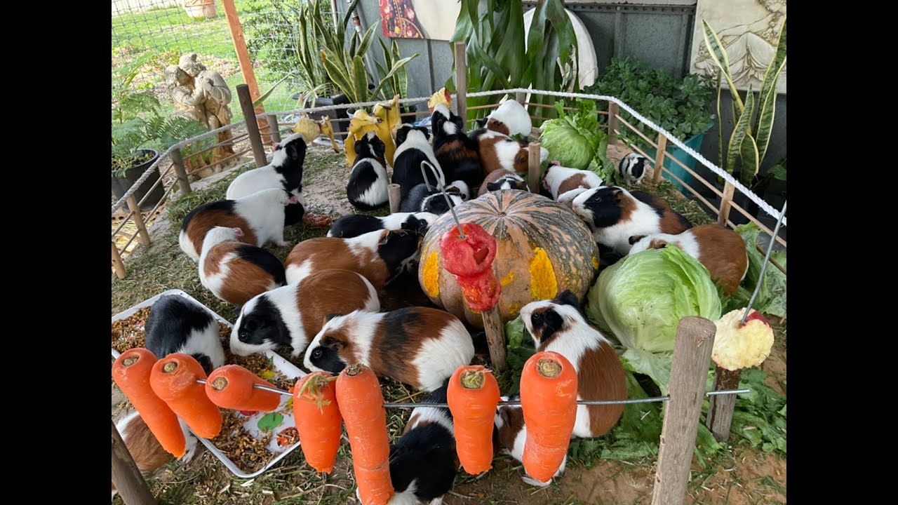 Маленькие морские свинки тусуются с большими