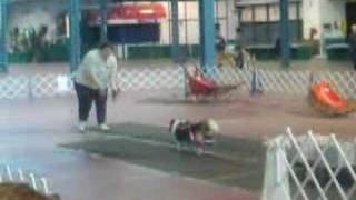 Sheltie Weight Pull