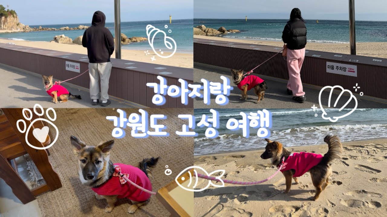 강아지와 떠난 강원도 고성 힐링 여행 I 애견동반 식당·카페 추천