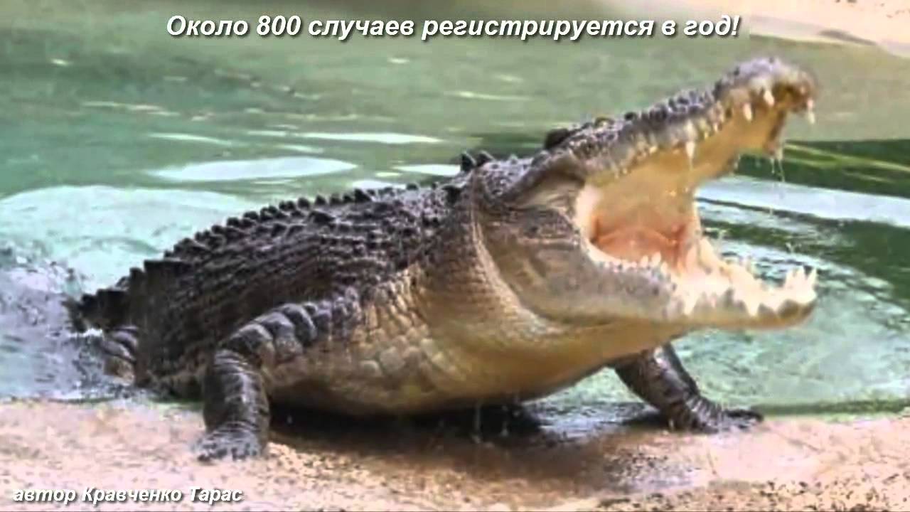 The most dangerous animal in the world on the 2014 top 10 - YouTube