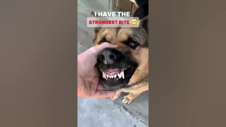 the #pitbull vs#germanshepherd #funnypets #dogshorts #viralshorts #shortsfeed