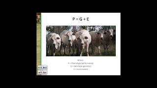 Estimated Breeding Values (EBVs) in Detail