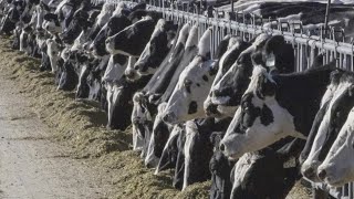 Person diagnosed with bird flu in Texas, officials say