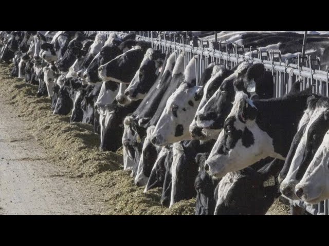 Person Diagnosed With Bird Flu In Texas Officials Say