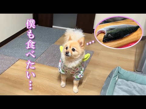 叔父さんに貰った新鮮なブリを食べたくて、キッチンに覗きに来る愛犬が可愛い…笑