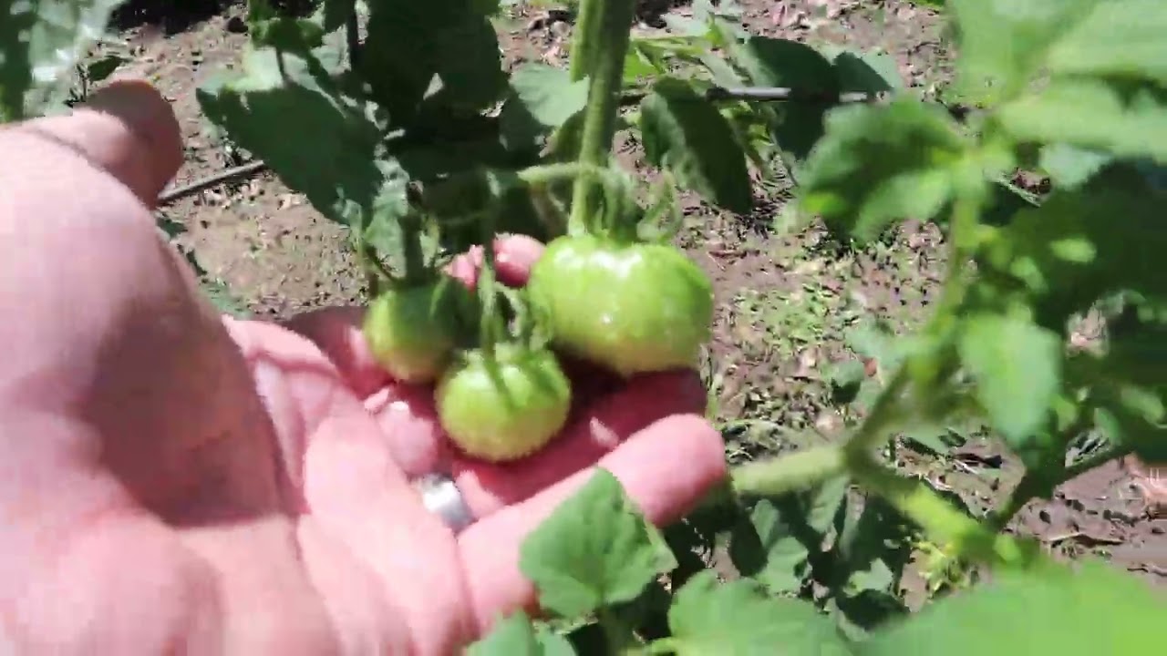 Garden Glimpse After the Rain