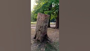 surah Ikhlas #egzonibrahimi #سورة_الإخلاص #ikhlas #nature #naturesvoice #viralvideo #beautiful