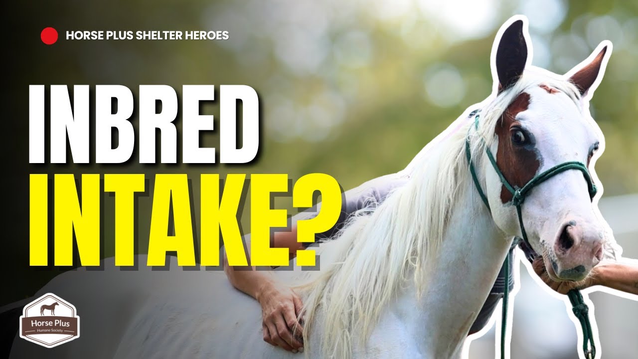 Reducible Hernias | Horse Shelter Heroes -S6 E26