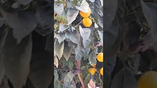 Tek Bir Ağaçta Hem Portakal Hem Limon Var