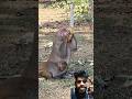 🐒🍌🙏🚩 Monkey trying to grab banana from inside a #bandar #funnymonkey #viralvideo #youtubeshorts