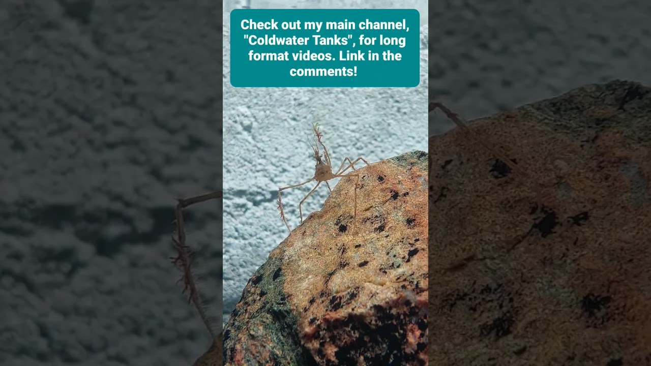 Little spider crab from my crab tank, "The Crabitat". 