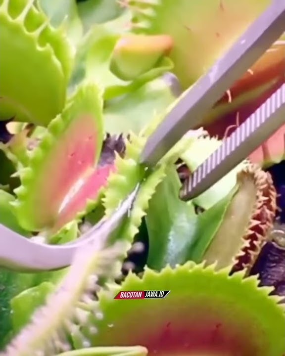 Aku benci pikiranku..😛😄