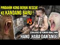 PERTAMA KETEMUIN KONG BERUK RESCUE VS HANOMAN MONYET PANTAI ! PINDAHIN KE KANDANG BARU !