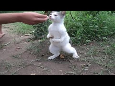 Un Gato cruzado con Conejo