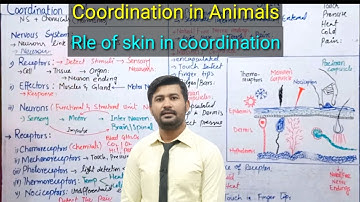 17.5 Coordination in animals | Receptors in human | Skin as sensory receptor | fsc 2nd year biology