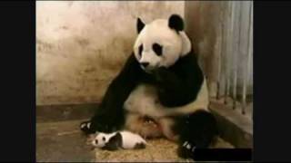 Baby Panda Fart