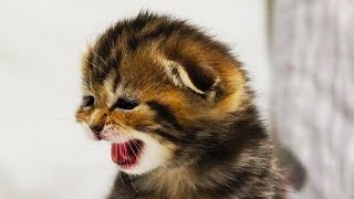 Mom Cat Meowing and Talking for her Cute Kittens | Generation "O"