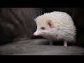 African Pygmy Hedgehog