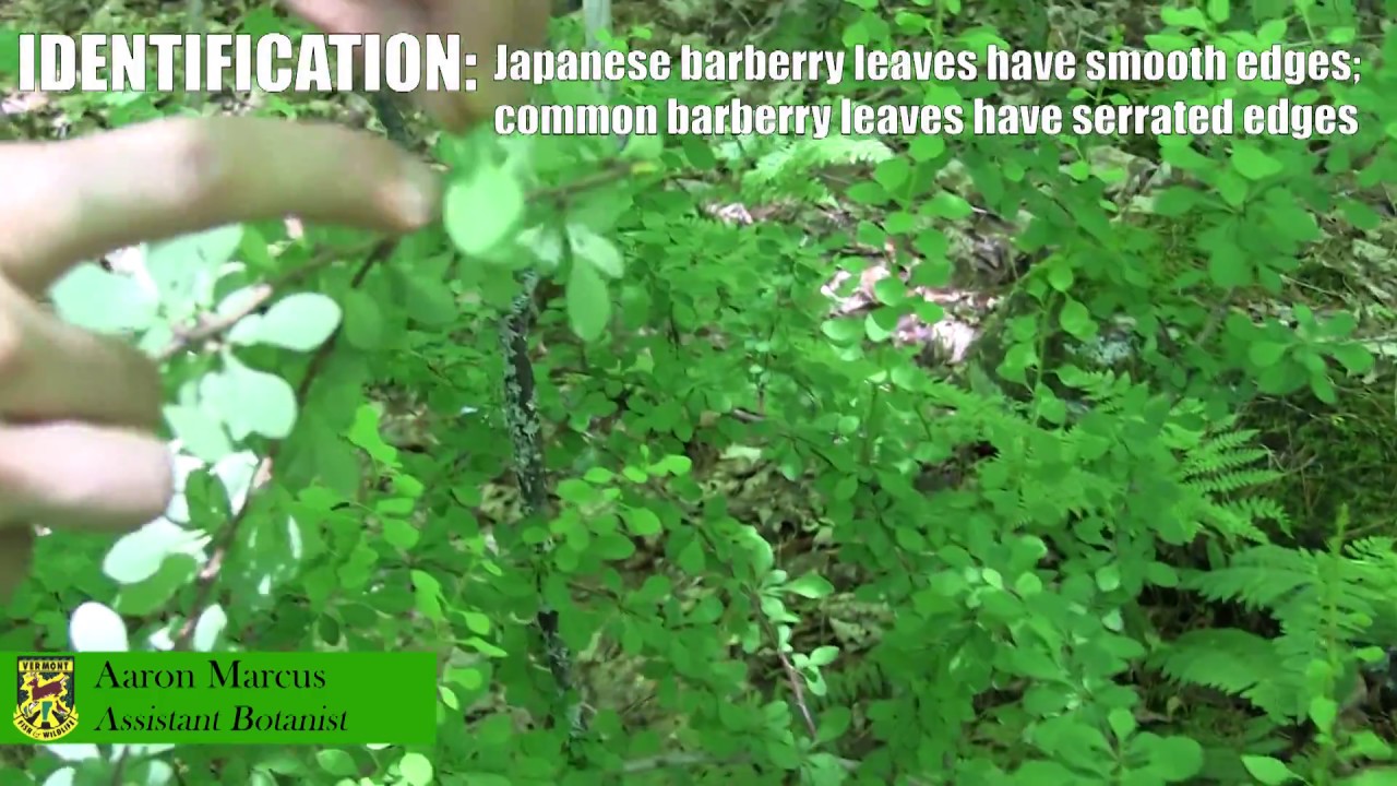 vermont ipanema Barberry