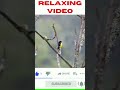 Beautiful Relaxing Music 🌿 Stress Relief Music, Bird Sounds, Study music, Sleep Music #shorts RV
