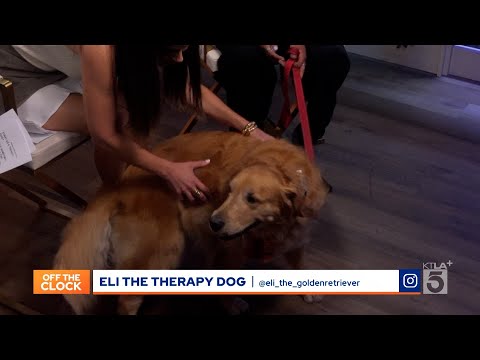Eli the therapy dog visits Off the Clock