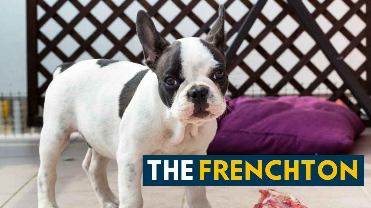 what is a frenchton dog