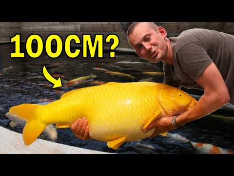 Harvesting Our JUMBO Koi Pond (How Big Are The Fish?)