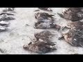 2.400 pájaros muertos en el borde de un lago salado indio丨CCTV Español