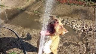 HIGH ANXIETY by dacrazies