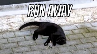 A practical guide to mouse hunting.🐈‍⬛ by Unusual stories of a black cat 288 views 1 month ago 3 minutes, 4 seconds