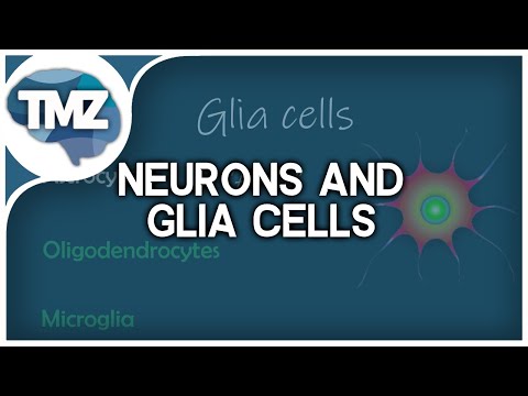 Celltypes in the Central Nervous System (Neurons & Glia cells in the CNS)