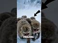 3 Animals That Treat Extreme Cold Like Nothing #facts #animalfacts #wildlife #shorts