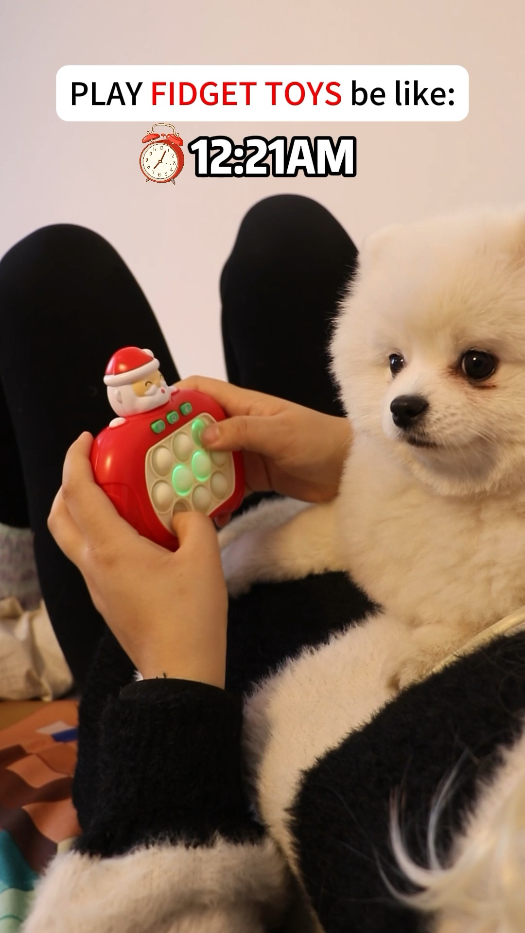 Play fidget toys????#cococutiepom #dog #fidgettoys #pet #funny