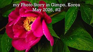 김포, my color Photo Story: a day in Gimpo, Korea | Leica M240, Leica Elmar 50mm F3.5, Nikkor 55mm