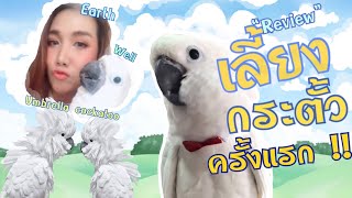 เลี้ยงนกกระตั้วครั้งแรก!! “Umbrella cockatoo “นกกระตั้วเป็นไง ลองดูรีวิวจ้า