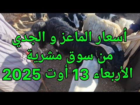 أسعار الجدي و الماعز من سوق مشرية الأربعاء 13 أوت 2025 أسعار الجدي و الماعز من سوق مشرية الأربعاء 13 أوت 2025