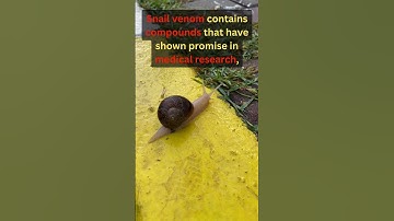 DID YOU KNOW? SNAIL Venom Contains...