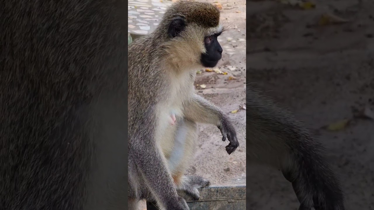 Monkey checking trash bin for food 