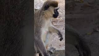Monkey checking trash bin for food #monkey #wildanimals #animals #shorts #nasyaswonders #wildlife